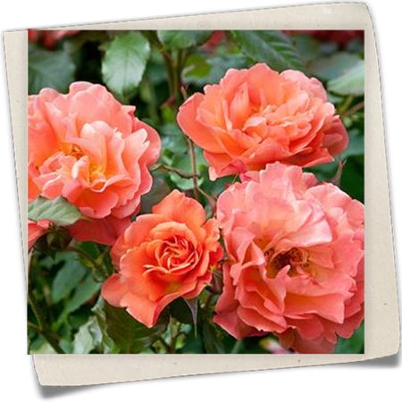 Strauchrose 'Westerland'® Strauchrose 'Westerland'®