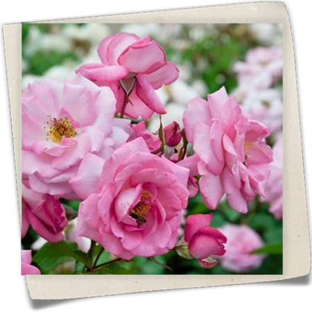 Edelrose 'Eliza'® Edelrose 'Eliza'®