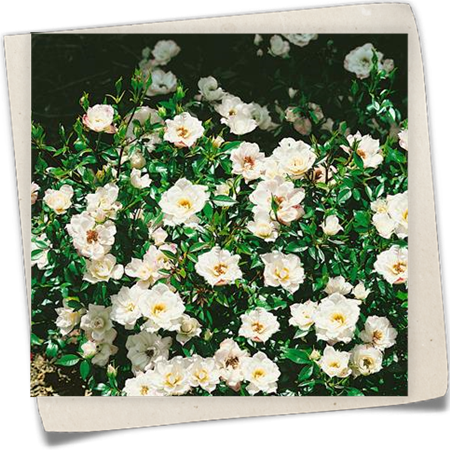 Bodendeckerrose 'White Fairy' Bodendeckerrose 'White Fairy'