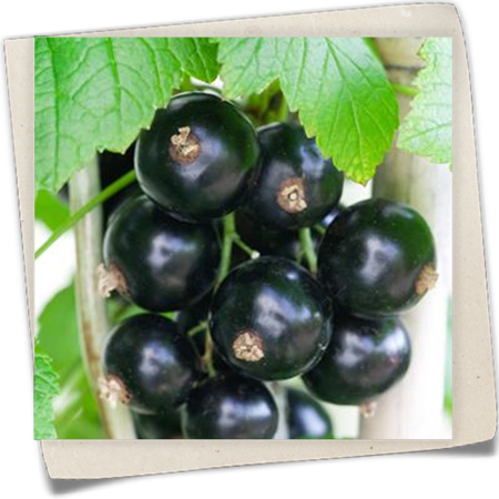 Johannisbeere 'Big Ben' Johannisbeere 'Big Ben'