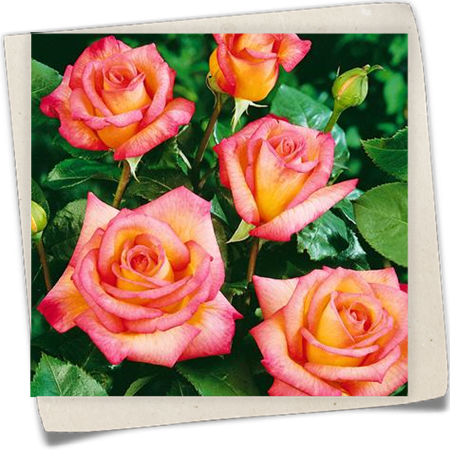 Edelrose 'Fascination' Edelrose 'Fascination'