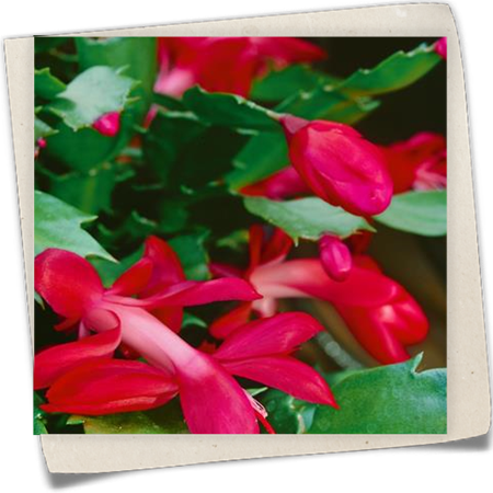 Weihnachtskaktus Weihnachtskaktus