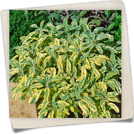 Goldsalbei Goldsalbei