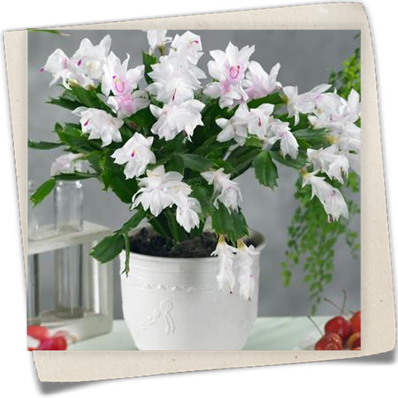 Weihnachtskaktus Weihnachtskaktus