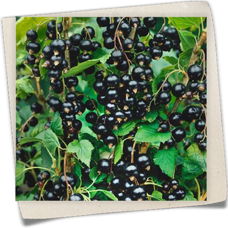 Johannisbeere 'Ben Lomond' Johannisbeere 'Ben Lomond'