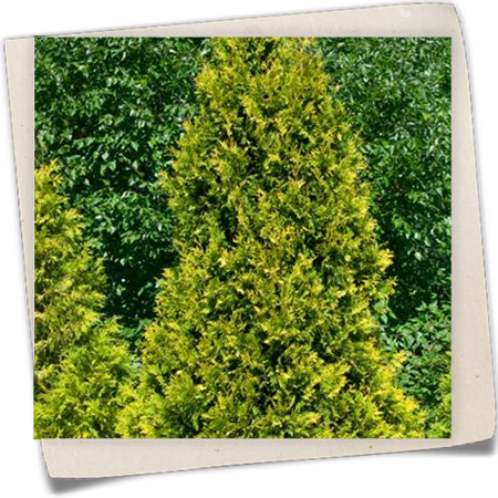 Lebensbaum 'Sunkist' Lebensbaum 'Sunkist'