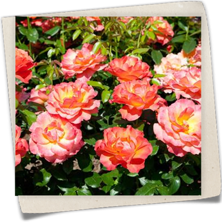 Beetrose 'Fellowship'® Beetrose 'Fellowship'®