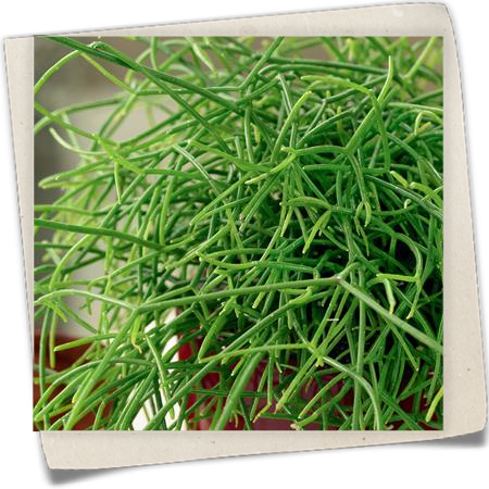 Binsenkaktus 'Hatiore' Binsenkaktus 'Hatiore'