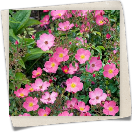 Beetrose 'Fortuna'® Beetrose 'Fortuna'®