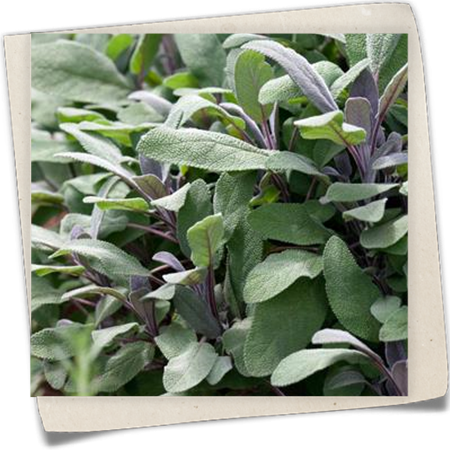 Garten-Salbei 'Purpurea' Garten-Salbei 'Purpurea'