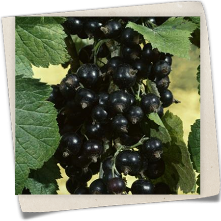 Johannisbeere 'Silvergieters Schwarze' Johannisbeere 'Silvergieters Schwarze'