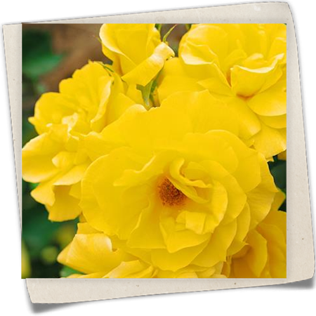 Beetrose 'Friesia'® Beetrose 'Friesia'®