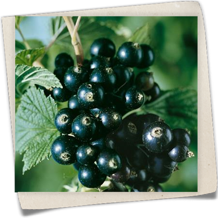 Johannisbeere 'Titania'(s) Johannisbeere 'Titania'(s)