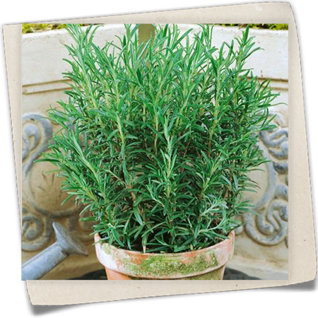 Rosmarin 'Abraxas' Rosmarin 'Abraxas'