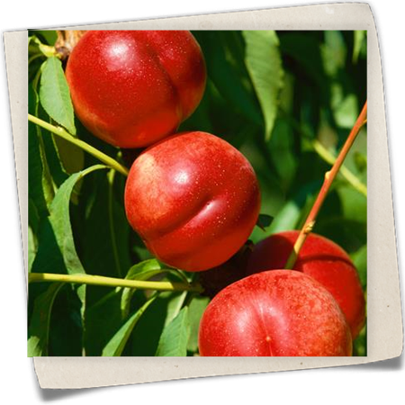 Säulennektarine 'Fantasia' Säulennektarine 'Fantasia'