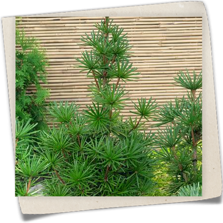 Japanische Schirmtanne 'Sternschnuppe' Japanische Schirmtanne 'Sternschnuppe'