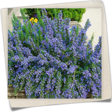 Mattenförmiger Garten-Rosmarin 'Capri' Mattenförmiger Garten-Rosmarin 'Capri'