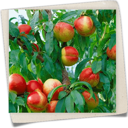 Nektarine 'Honey Kist'® Nektarine 'Honey Kist'®