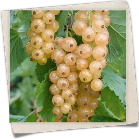 Johannisbeere 'Ribest® Blanchette®' Johannisbeere 'Ribest® Blanchette®'