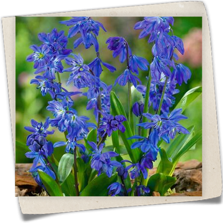 Sibirischer Blaustern Sibirischer Blaustern