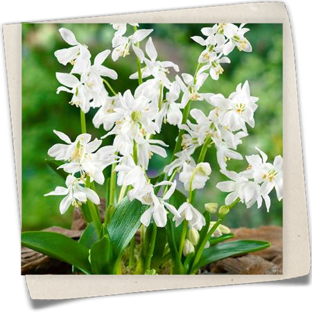 Sibirischer Blaustern 'Alba' Sibirischer Blaustern 'Alba'