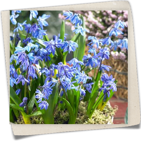 Sibirischer-Blaustern 'Spring Beauty' Sibirischer-Blaustern 'Spring Beauty'