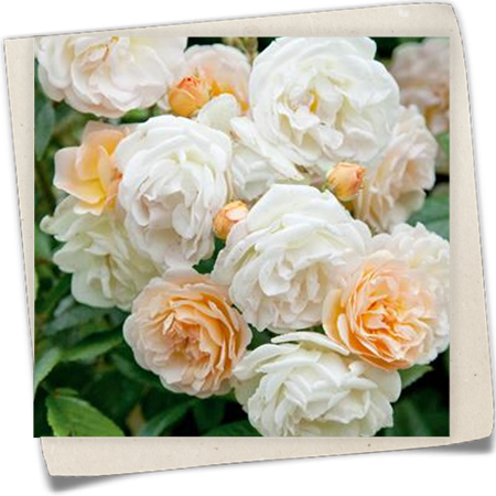 Strauchrose 'Ghislaine de Feligonde' Strauchrose 'Ghislaine de Feligonde'