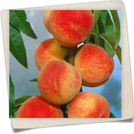 Pfirsich 'Früher Alexander' Pfirsich 'Früher Alexander'