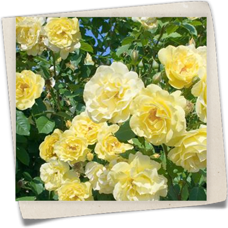 Kletterrose 'Golden Gate'® Kletterrose 'Golden Gate'®