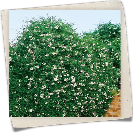 Nachtschatten 'Album' Nachtschatten 'Album'