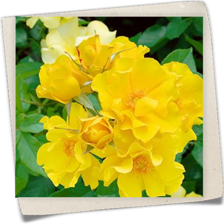 Beetrose 'Golden Holstein'® Beetrose 'Golden Holstein'®