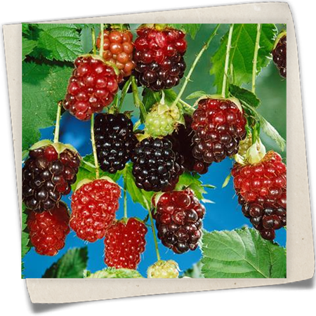 Boysenbeere 'Thornless Boysenberry' Boysenbeere 'Thornless Boysenberry'