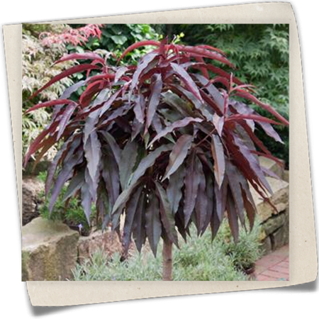 Dunkelroter Zwerg-Pfirsich 'Crimson Bonfire'® Dunkelroter Zwerg-Pfirsich 'Crimson Bonfire'®