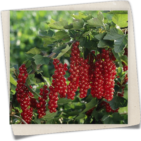 Johannisbeere 'Rovada' Johannisbeere 'Rovada'