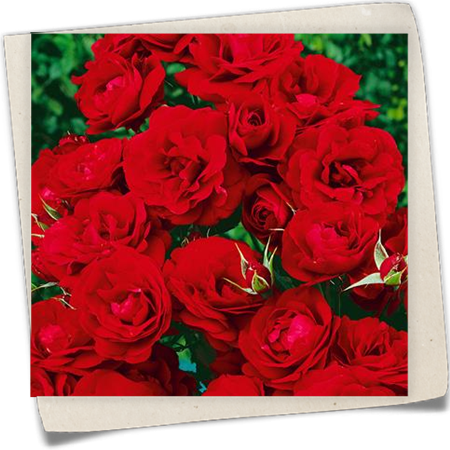 Beetrose 'Grand Palace' Beetrose 'Grand Palace'