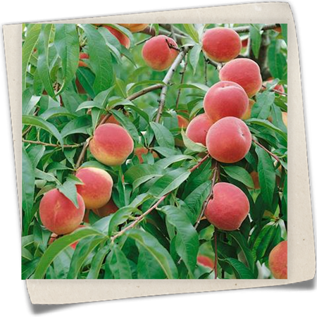 Pfirsich 'Früher roter Ingelheimer' Pfirsich 'Früher roter Ingelheimer'