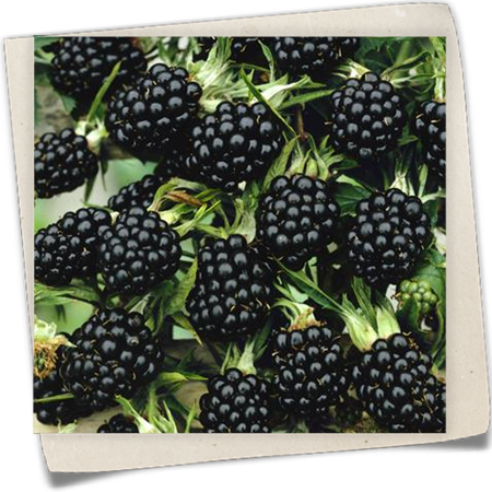 Brombeere 'Aroma King' Brombeere 'Aroma King'