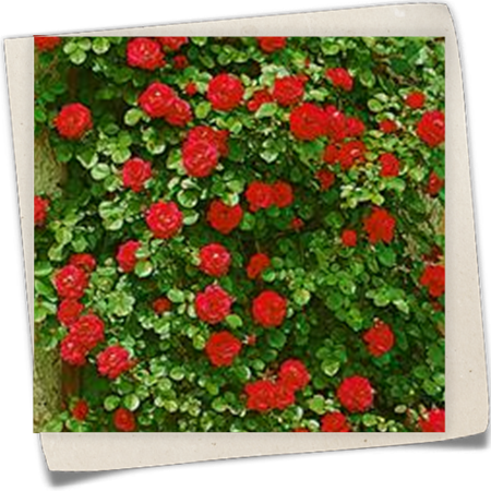 Kletterrose 'Gruß an Heidelberg'® Kletterrose 'Gruß an Heidelberg'®