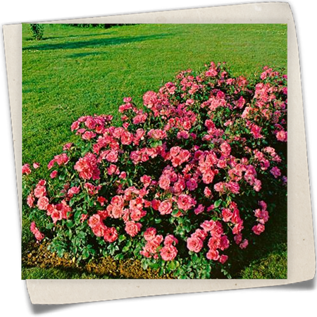 Beetrose 'Hansestadt Bremen' Beetrose 'Hansestadt Bremen'