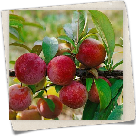 Aprikosen-Kirsche 'Aprikyra'® Aprikosen-Kirsche 'Aprikyra'®