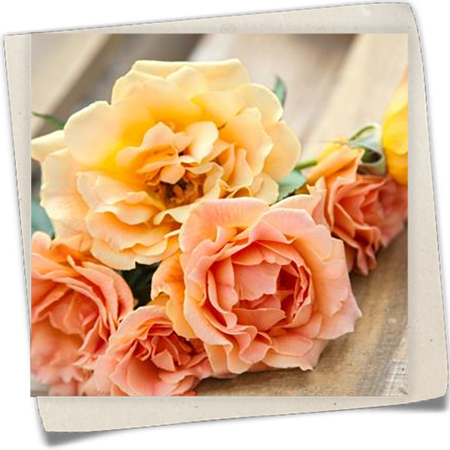 Beetrose 'Hansestadt Rostock'® Beetrose 'Hansestadt Rostock'®