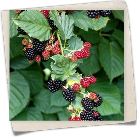 Brombeere 'BrazelBerry® Baby Cakes' Brombeere 'BrazelBerry® Baby Cakes'
