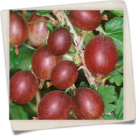 Stachelbeere 'Captivator' Stachelbeere 'Captivator'