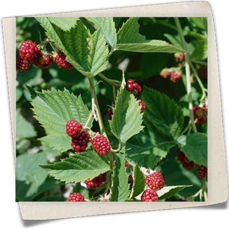 Brombeere 'Dorman Red' Brombeere 'Dorman Red'