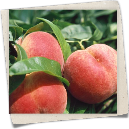 Pfirsich 'Rekord von Alfter' Pfirsich 'Rekord von Alfter'