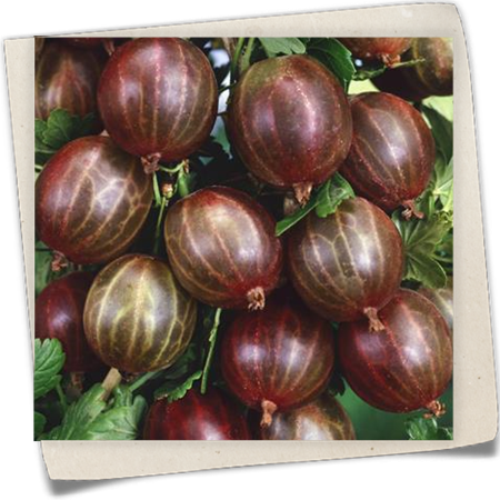 Stachelbeere 'Hinnonmäki' Stachelbeere 'Hinnonmäki'