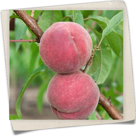 Pfirsich 'Roter Ellerstädler' Pfirsich 'Roter Ellerstädler'