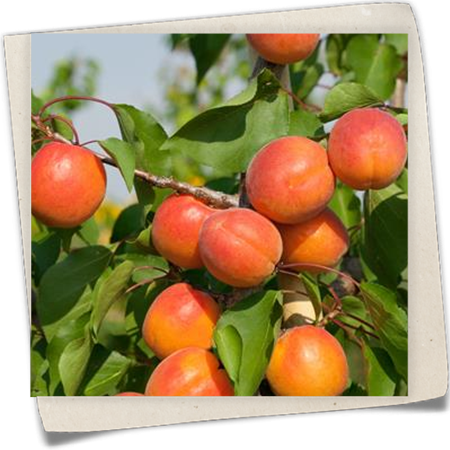 Aprikose 'Bergarouge'® Aprikose 'Bergarouge'®