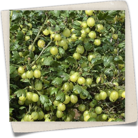 Stachelbeere 'Hinnonmäki' Stachelbeere 'Hinnonmäki'