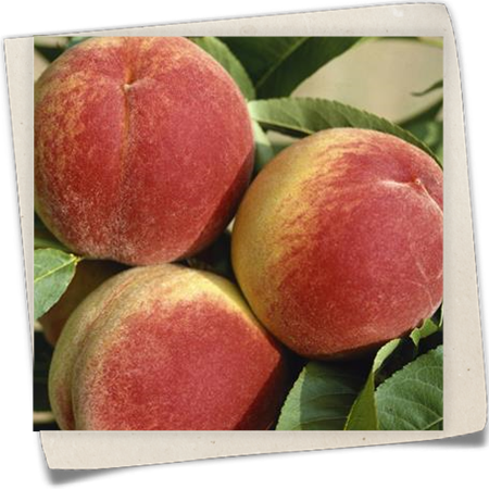 Pfirsich 'South Haven' Pfirsich 'South Haven'